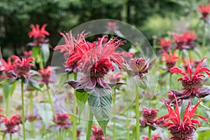 Red beebalm Monarda didyma, red flowers natural habitat photo